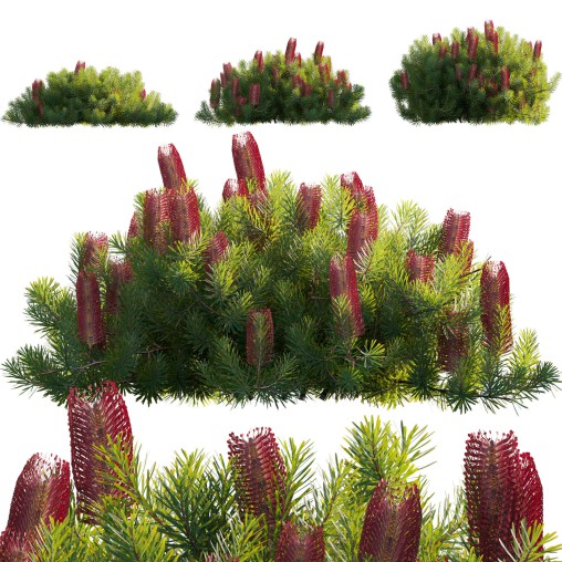 Banksia spinulosa – Hairpin Banksia 04