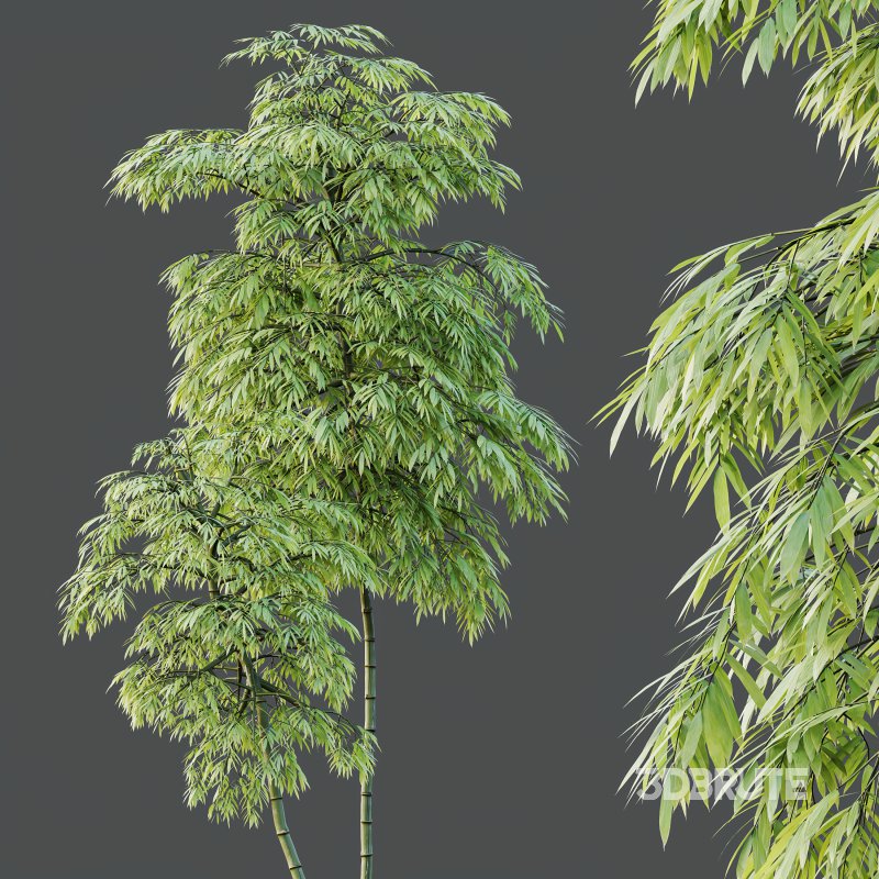 AV 8 different trees Bamboo Bambusoideae and Celtis Australis Image 5