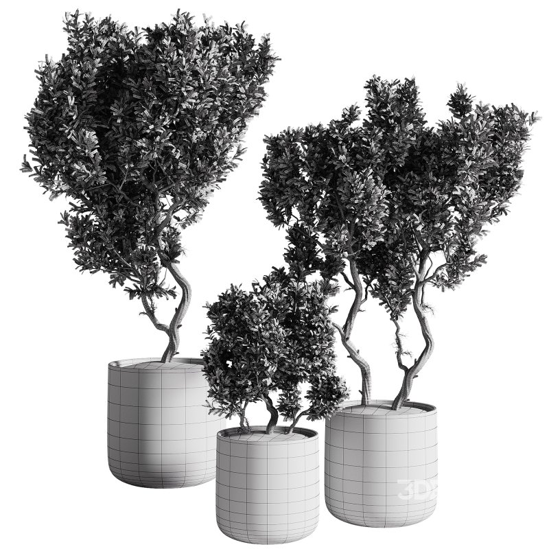 indoor plants – 67 plant in pot Image 2