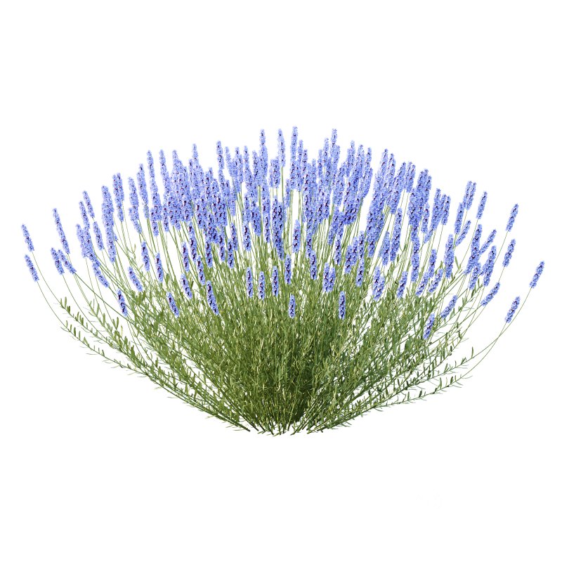 plant bush Flower Lavandula pedunculata 02 Image 1