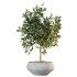 ntal variety of the classic Olea europaea, known for its soft silvery foliage and dense canopy. Native to Spain, this olive cultivar exudes Mediterranean charm and timeless refinement in both contemporary and rustic interiors. - Thumbnail 3