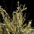 AV Cytisus scoparius 3 bushes - Thumbnail 2