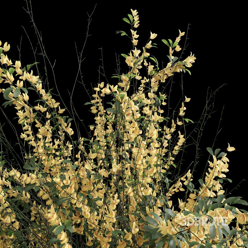 AV Cytisus scoparius 3 bushes Image 2