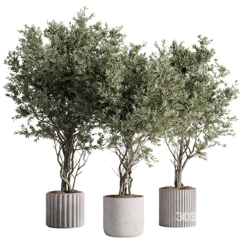 indoor plants – 57 plant in pot Image 3