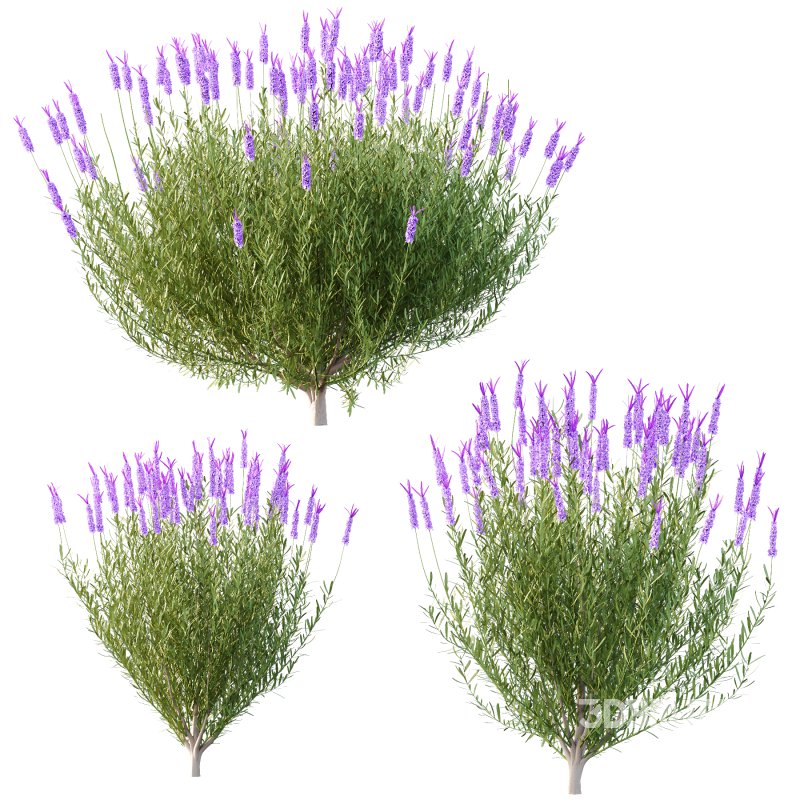 plant bush Flower Lavandula pedunculata 06 Image 1