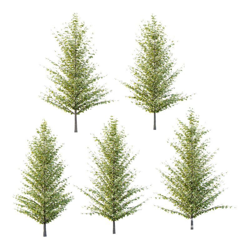 Fagus Grandifolia Tree 05 Image 1