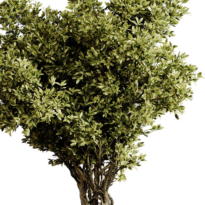 Indoor plants 87 – Plant in pot Image 4