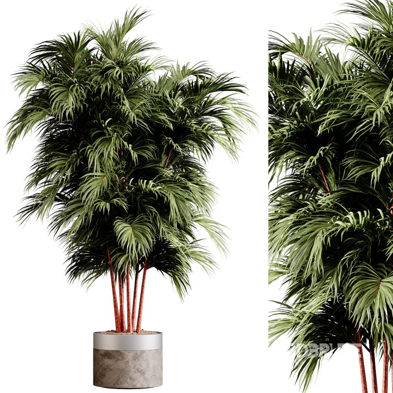 Indoor plants 85 – Plant in pot Image 1