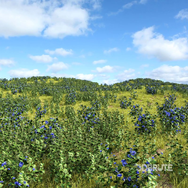 meadow (spring) Image 2