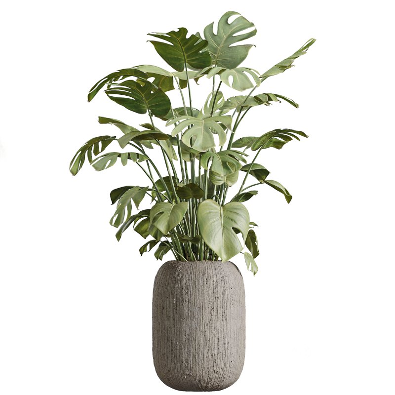 AV Indoor Plants Set 253 Monstera Drupifera Warneckii Schefflera Rhapis Excelsa Image 3