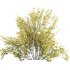 AV Cytisus scoparius 3 bushes - Thumbnail 3