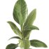 indoor plant 039 - Thumbnail 2