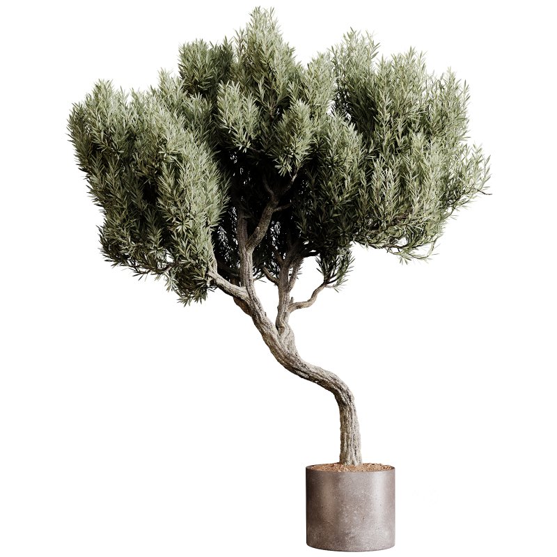 Indoor plants 80 – Plant in pot Image 2