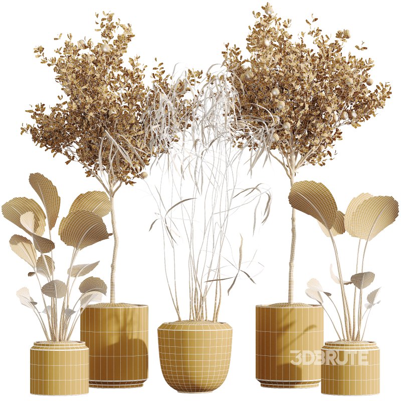 AV Indoor Plants Set 273 Banana Strelitzia Nicolai and Citrus Fruit Orange Tree and Japandi Ficus Dracaena Marginata Image 6