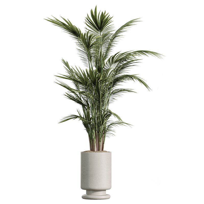 AV Indoor Plants Set 267 Areca Palm and Lemon and Green Sansevieria and Monstera Deliciosa Large Leaf and Olive Image 1
