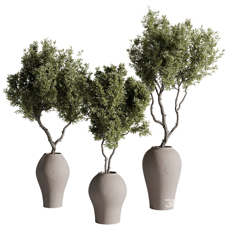 indoor plants – 68 plant in pot Image 3