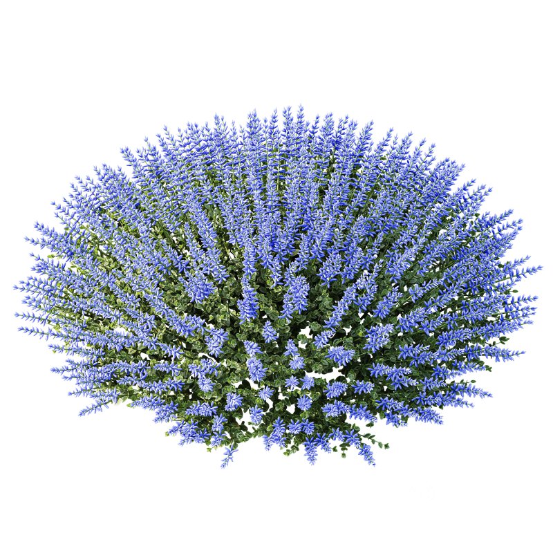 AV Plant Calluna Vulgaris Helena Summer Broom Heather Garden Girls01 Image 3