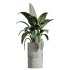ntal hybrid originally cultivated in Southeast Asia. All models are placed in vertical fluted cylindrical concrete planters with subtle gradient bases, enhancing their architectural clarity and elevating any visual space. - Thumbnail 5