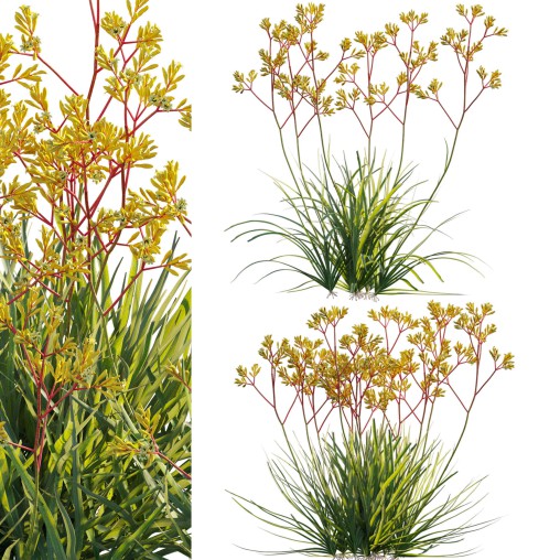 Anigozanthos flavidus – Kangaroo Paw 01