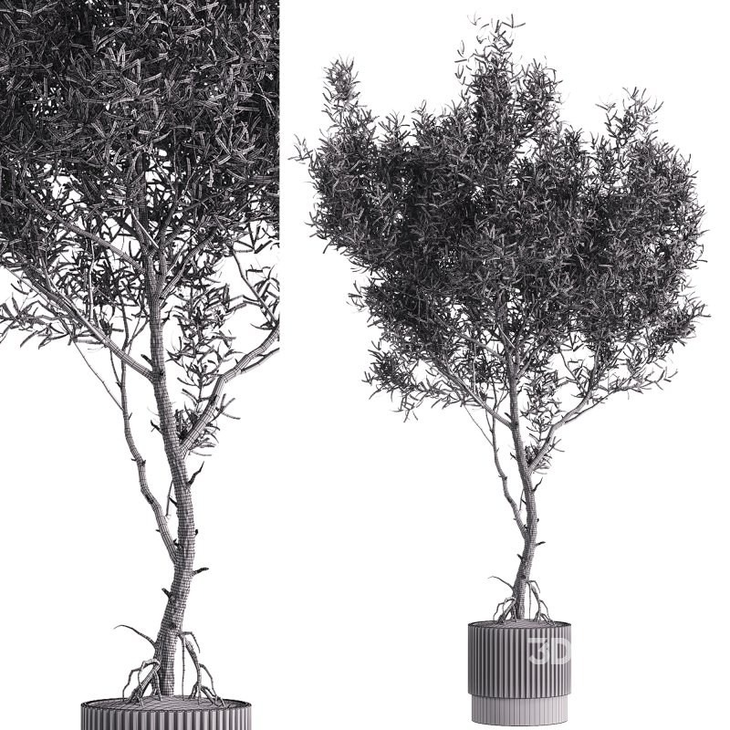 indoor plants – 43 plant in pot Image 4