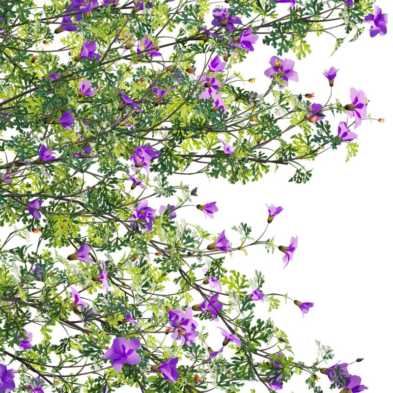 Alyogyne huegelii – Blue Hibiscus 02 Image 4