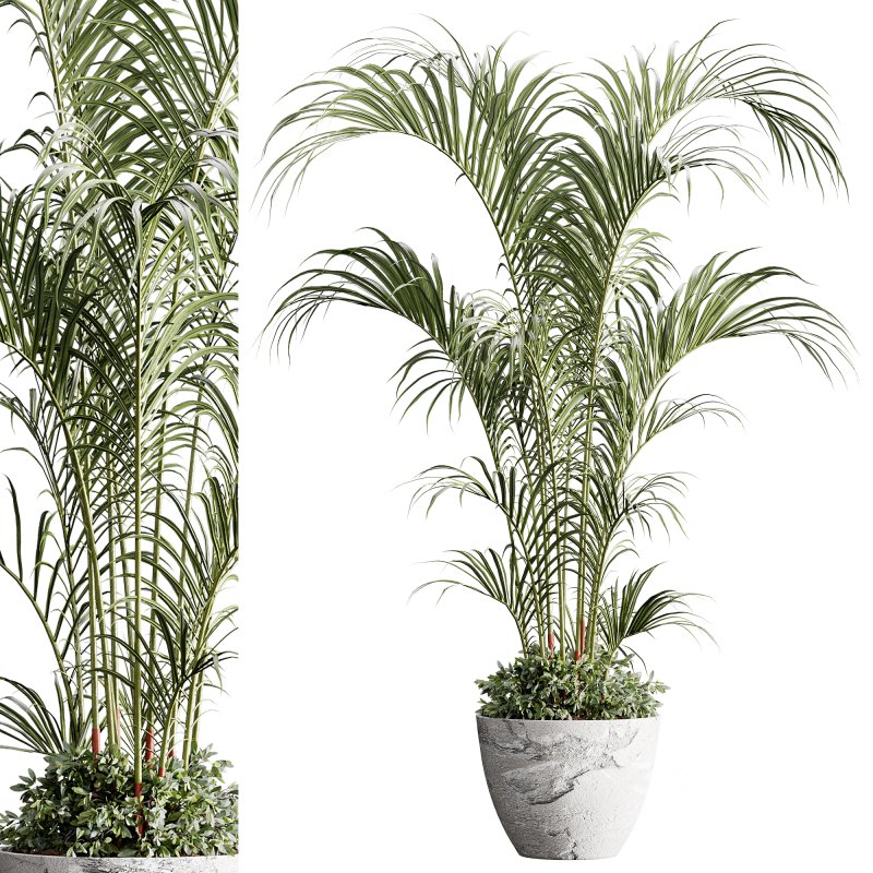 indoor plants 125 – plant in pot Image 1