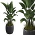 Indoor plant set 04 - Thumbnail 1