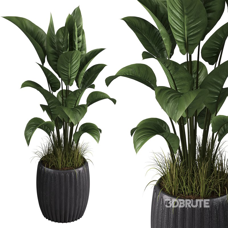 Indoor plant set 04 Image 1