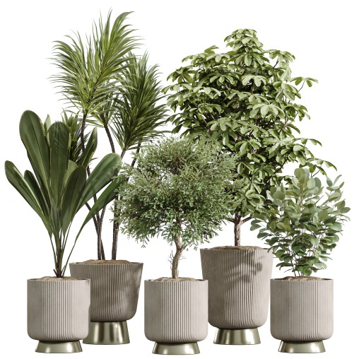 ntal plant is admired for its linear variegated foliage, offering a strong vertical structure.