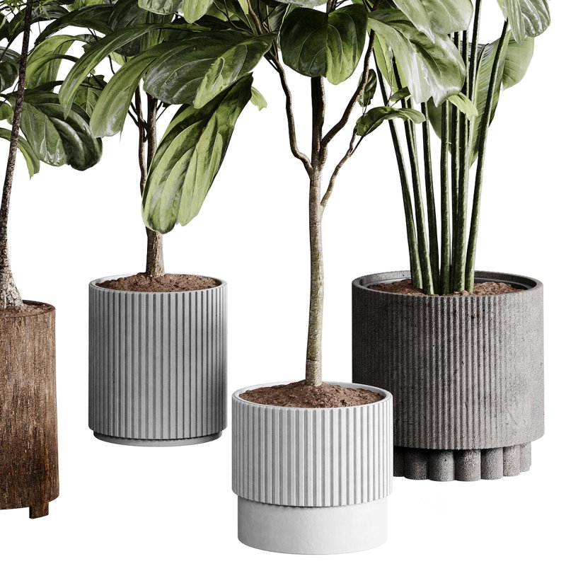 indoor plants 110 – plant collections in pot Image 5