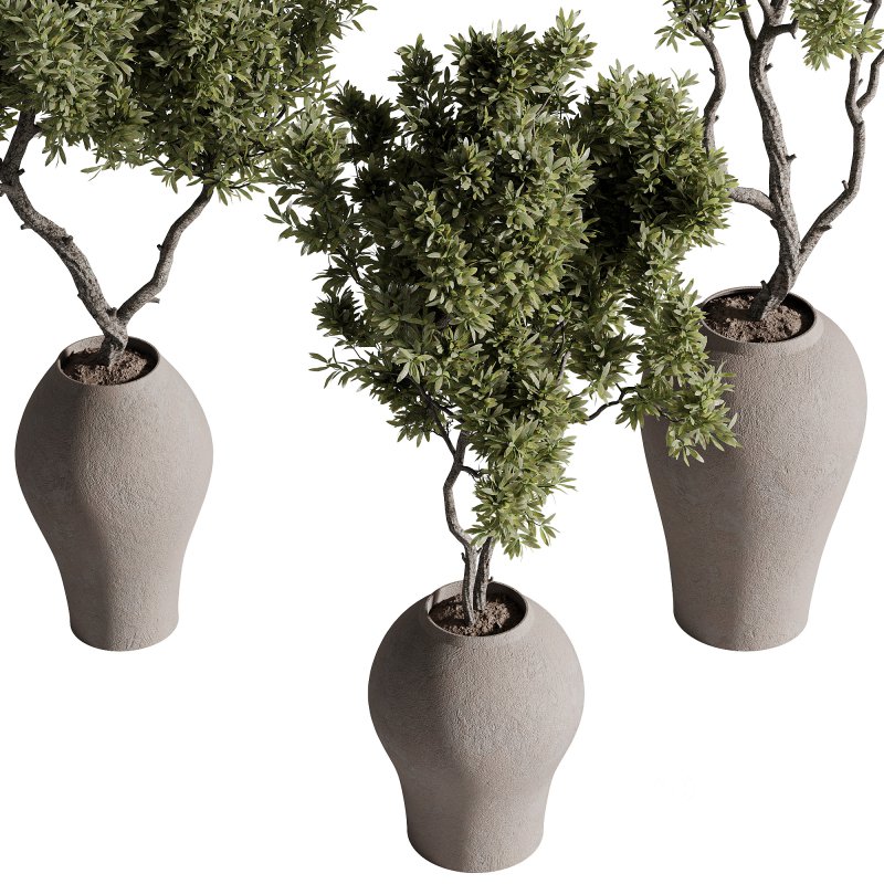 indoor plants – 68 plant in pot Image 4