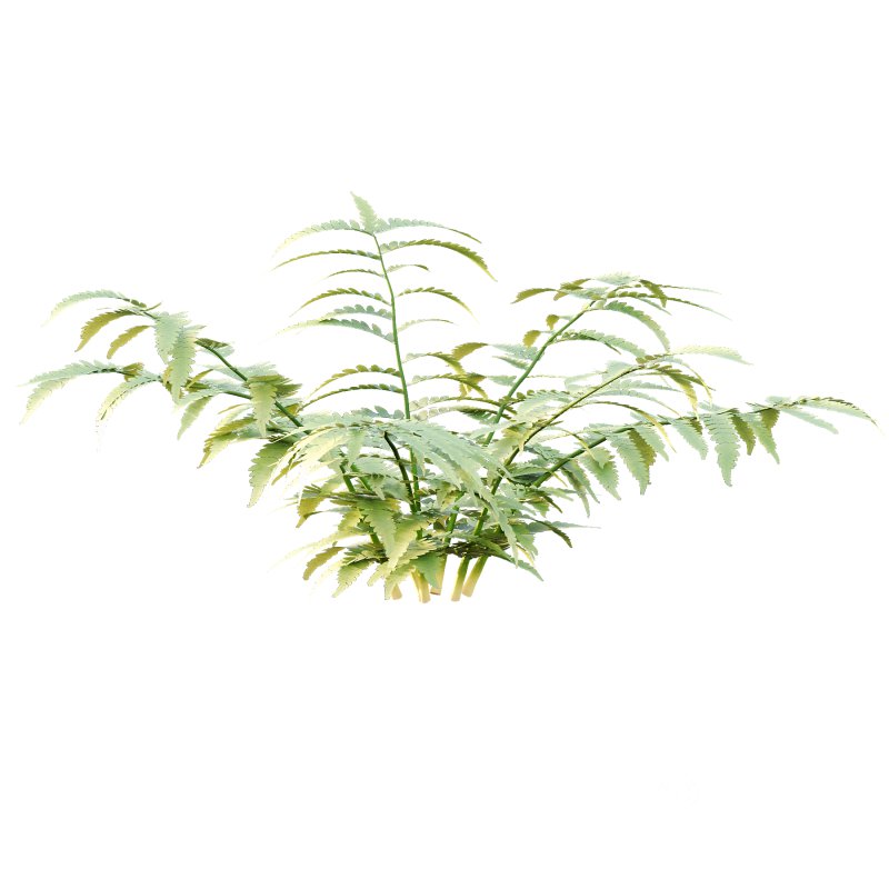 Macrothelypteris torresiana Fern bush 03 Image 6