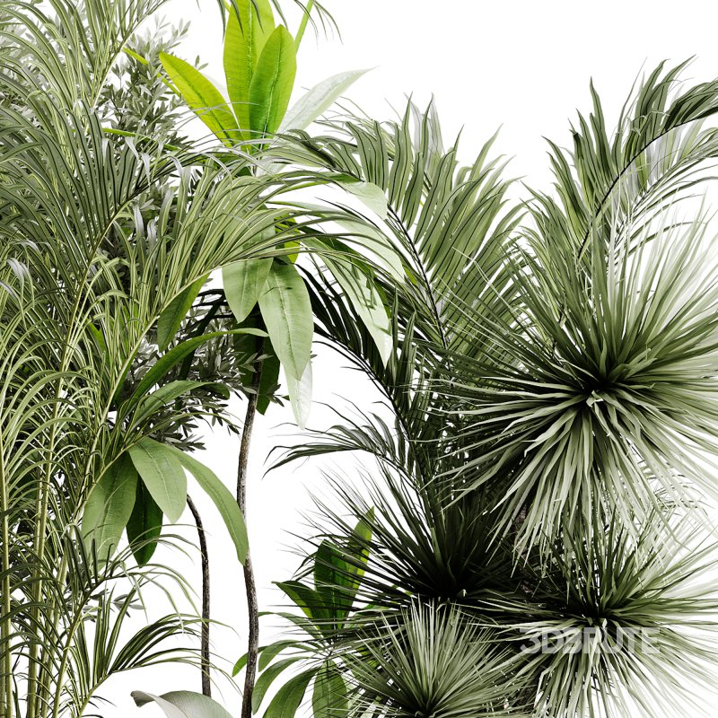 indoor plants 113 – plant collections in pot Image 2