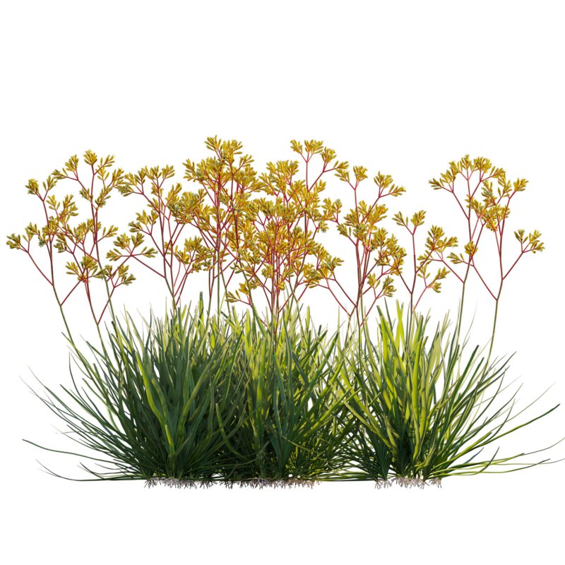 Anigozanthos flavidus – Kangaroo Paw 02 Image 3