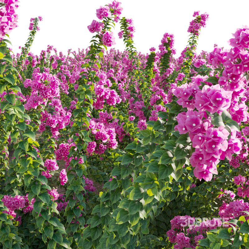 Bougainvillea – Paper Flower 01 Image 5