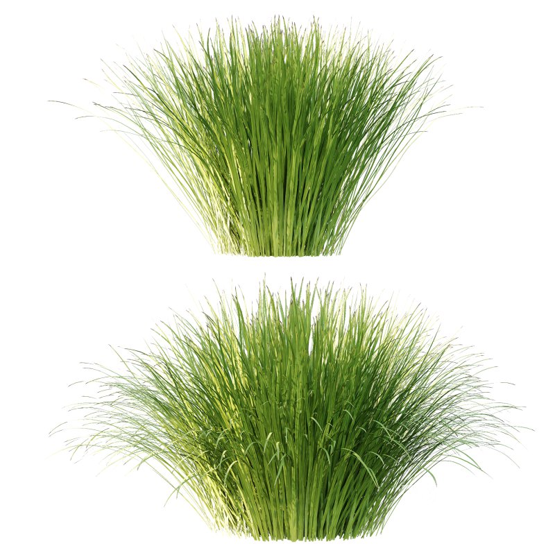 Carex Elata Aurea Grass 01 Image 5