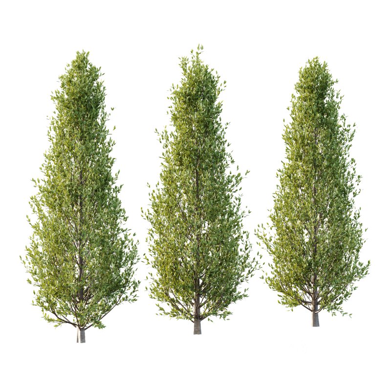 Fagus Grandifolia Tree 02 Image 2