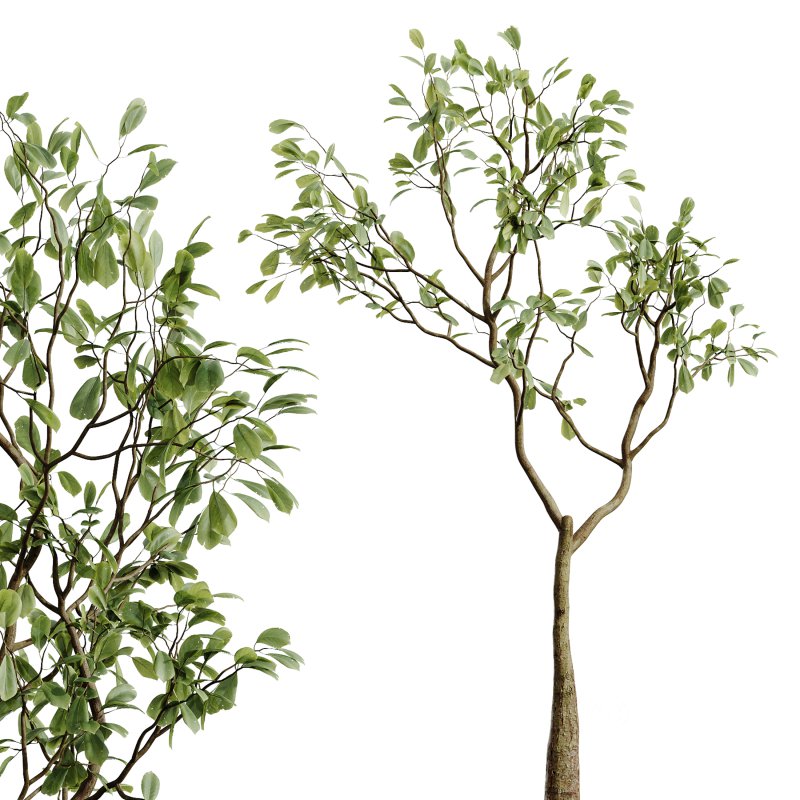 AV Indoor Plants Set 281 Ficus Marginata Yucca Palm Banana Nicolai Image 6