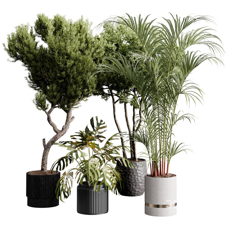 indoor plants 122 – plant collections in pot Image 4