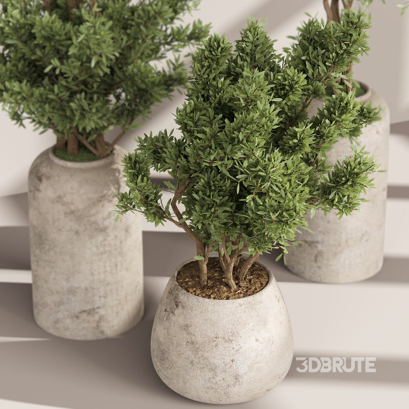 Indoor Collection plants 05 Image 7