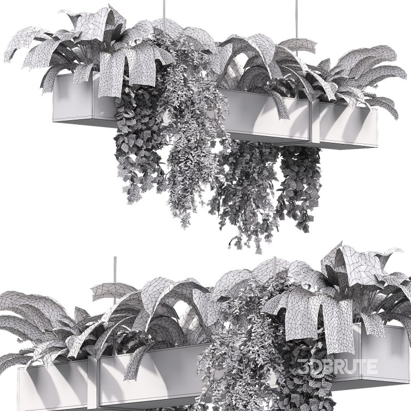 Hanging indoor Plants 04 Image 2