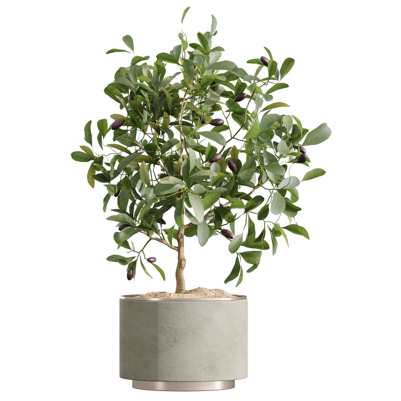 AV Indoor Plants Set 249 Image 1