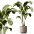 Indoor plants 95 – Plant in pot - Thumbnail 4