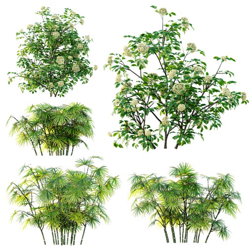 AV spring bushes Sambucus Nigra and Rhapis Excelsa