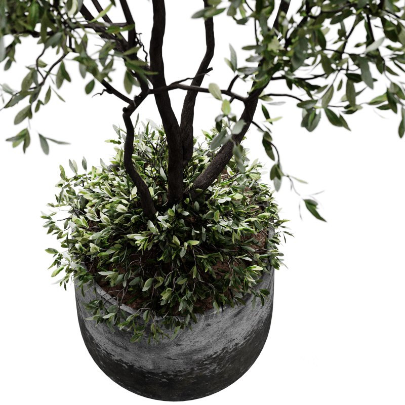 indoor plants 126 – plant in pot Image 2