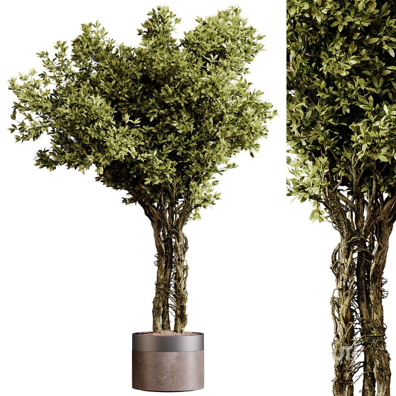 Indoor plants 87 – Plant in pot Image 2