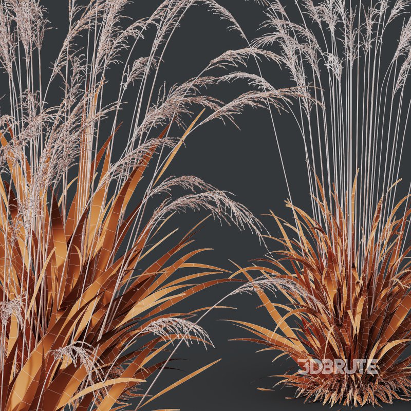 AV Molinia Caerulea Heidebraut Kleines Pfeifengras grasses Image 9