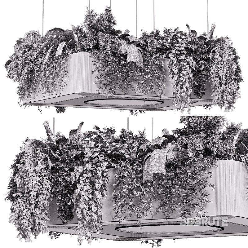 indoor plants – 64 Hanging indoor plant Image 1