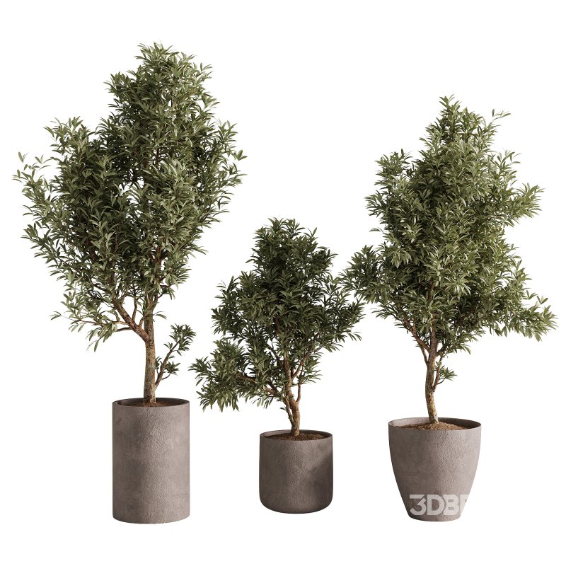 indoor plants – 65 plant in pot Image 2