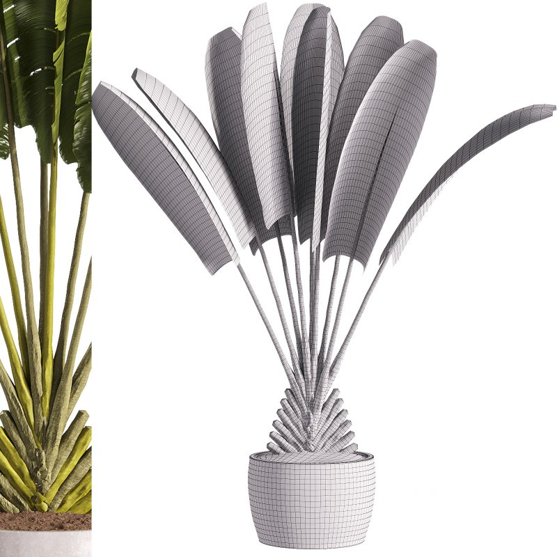 indoor plants – 40 plant in pot_corona Image 2